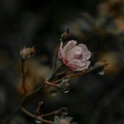  عشق دیدی خانه ات خراب است عشق هرچه گفته ای سراب است این چه حق انتخاب است